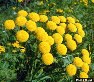 Don’t worry anymore about those pesky bugs, try some of these mosquito repelling plants! Tansy will look so cute in your yard! 