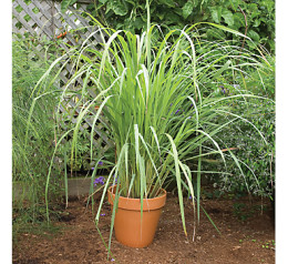 Mosquito Repelling Plants: Container, Safe For Dogs, Patios, Landscaping - Outdoor Living