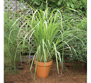Mosquito Repelling Plants: Container, Safe For Dogs, Patios