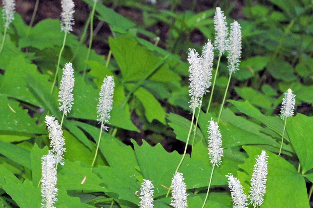 Don’t worry anymore about those pesky bugs, try some of these mosquito repelling plants! You will love having vanilla leaf in your yard! 