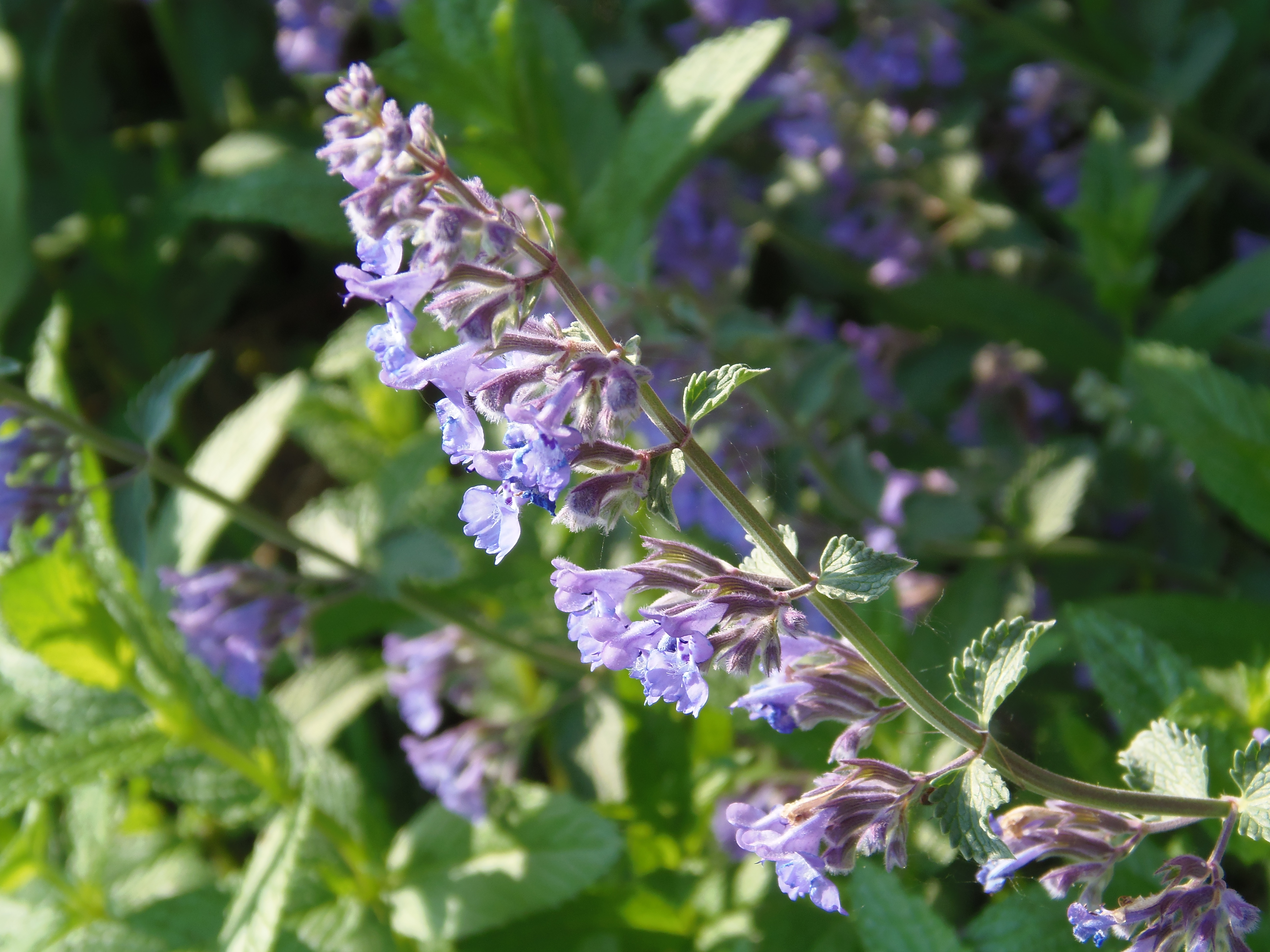 Don’t worry anymore about those pesky bugs, try some of these mosquito repelling plants! You will love this catnip plant! 