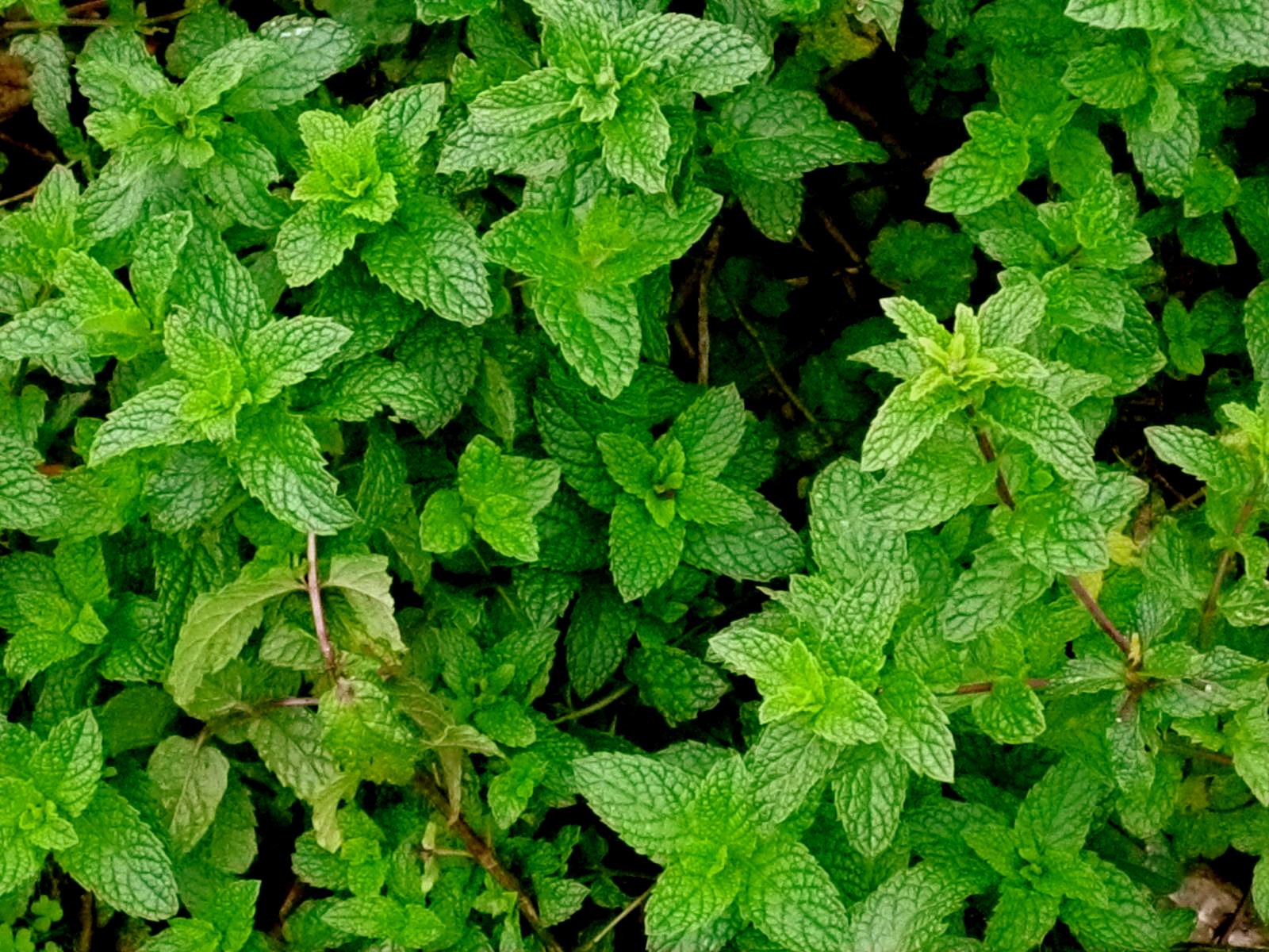 Don’t worry anymore about those pesky bugs, try some of these mosquito repelling plants! You will love having peppermint in your yard! 
