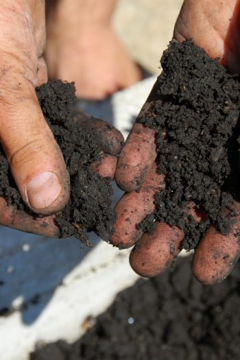 You should use baking soda in the garden for a whole host of benefits! From pest control to boosting the soil, baking soda in the garden is a great idea! You'll love the results. 