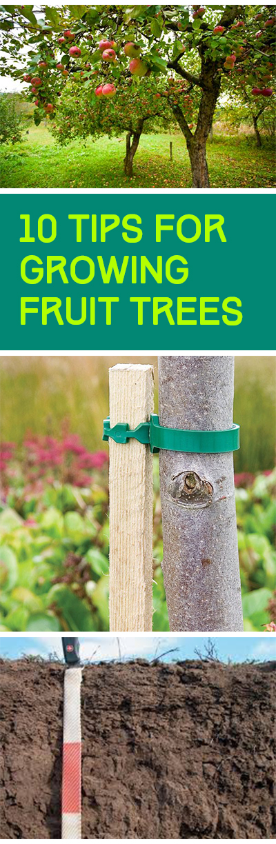 Fruit trees, growing fruit trees, how to grow fruit trees, gardening tips, popular pin, container gardening, gardening for beginners.