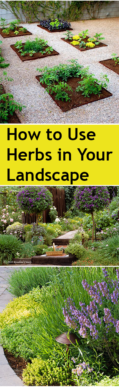 How to Use Herbs in Your Landscape