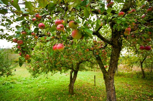 Apple trees with red apples - How To Plant And Care For Fruit Trees