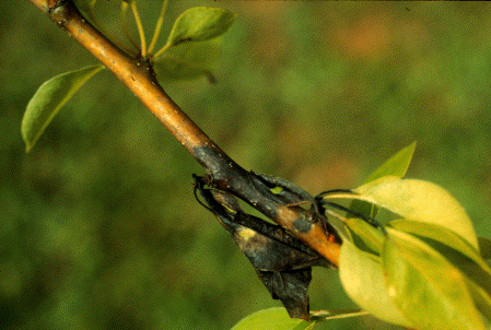 How To Plant And Care For Fruit Trees