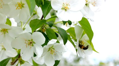 planting - How To Plant And Care For Fruit Trees