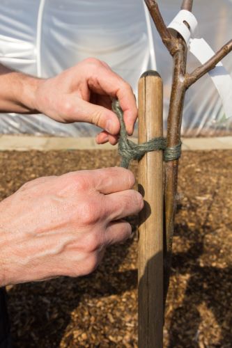 It is always best to stake fruit trees in containers
