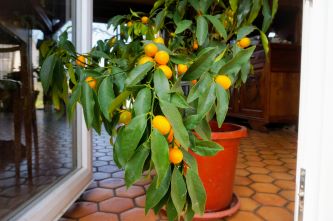 how to grow fruit trees in containers. Citrus tree inside the house.