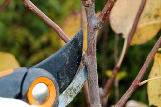 pruning fruit trees