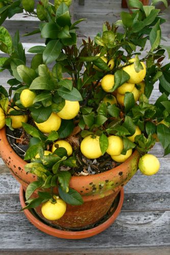 fruit trees in containers need sunlight