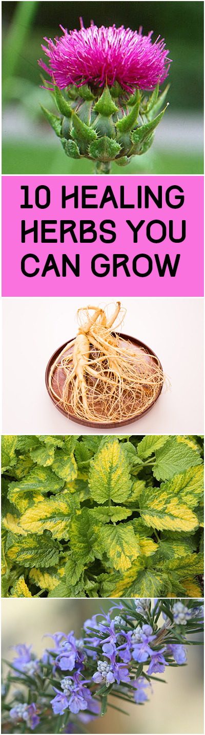 10 Healing Herbs You Can Grow