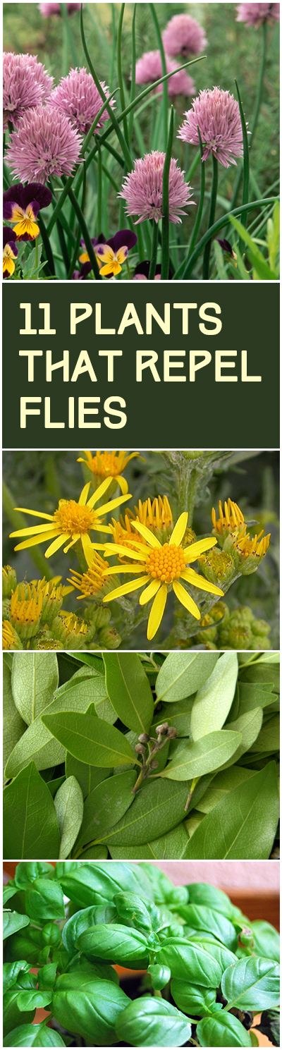 11 Plants that Repel Flies