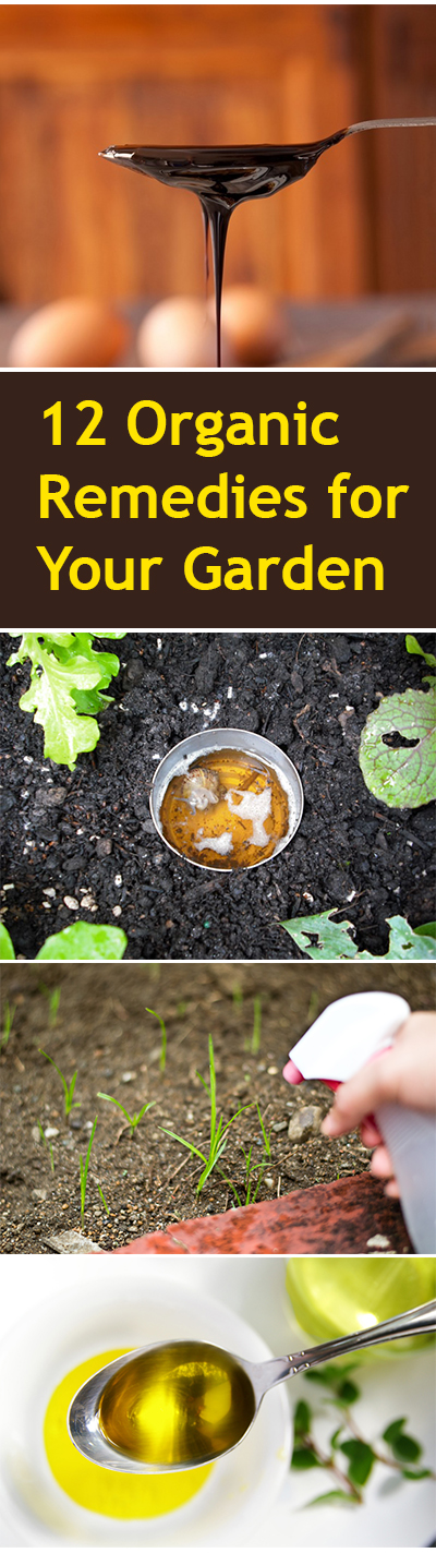 Organic garden remedies, organic gardening, natural gardening, popular pin, gardening hacks, garden remedies, gardening, beginner gardening tips.