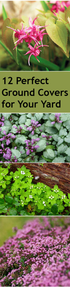 12 Amazing Groundcovers ~ Bless My Weeds