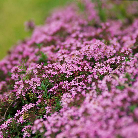 12 Perfect Ground Cover for Your Yard| Ground Cover, Ground Cover Plants, Ground Cover Plants for Sun, Ground Cover Plants Shade, Gardening Ideas, Gardening Design, Backyard Gardening, Garden Design, Garden Tips, Outdoor DIY, Outdoor Patio Ideas, Outdoor Ideas #GroundCover #GroundCoverIdeas #GroundCoverPlants #GardeningDesign #GroundCoverPlants