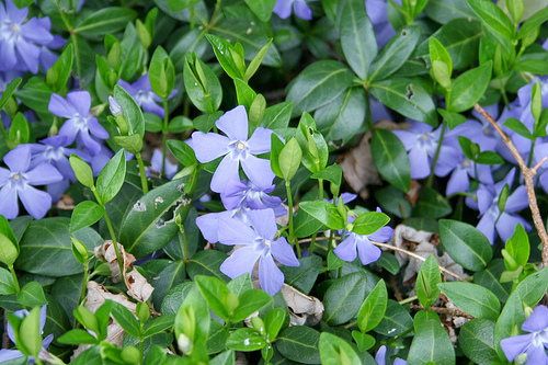 12 Perfect Ground Cover for Your Yard| Ground Cover, Ground Cover Plants, Ground Cover Plants for Sun, Ground Cover Plants Shade, Gardening Ideas, Gardening Design, Backyard Gardening, Garden Design, Garden Tips, Outdoor DIY, Outdoor Patio Ideas, Outdoor Ideas #GroundCover #GroundCoverIdeas #GroundCoverPlants #GardeningDesign #GroundCoverPlants