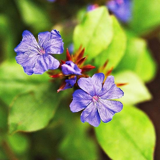 12 Perfect Ground Cover for Your Yard| Ground Cover, Ground Cover Plants, Ground Cover Plants for Sun, Ground Cover Plants Shade, Gardening Ideas, Gardening Design, Backyard Gardening, Garden Design, Garden Tips, Outdoor DIY, Outdoor Patio Ideas, Outdoor Ideas #GroundCover #GroundCoverIdeas #GroundCoverPlants #GardeningDesign #GroundCoverPlants