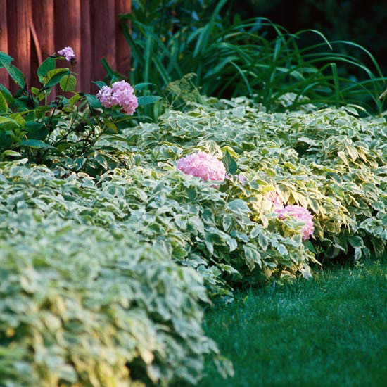 12 Perfect Ground Cover for Your Yard| Ground Cover, Ground Cover Plants, Ground Cover Plants for Sun, Ground Cover Plants Shade, Gardening Ideas, Gardening Design, Backyard Gardening, Garden Design, Garden Tips, Outdoor DIY, Outdoor Patio Ideas, Outdoor Ideas #GroundCover #GroundCoverIdeas #GroundCoverPlants #GardeningDesign #GroundCoverPlants