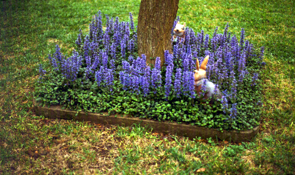 12 Perfect Ground Cover for Your Yard| Ground Cover, Ground Cover Plants, Ground Cover Plants for Sun, Ground Cover Plants Shade, Gardening Ideas, Gardening Design, Backyard Gardening, Garden Design, Garden Tips, Outdoor DIY, Outdoor Patio Ideas, Outdoor Ideas #GroundCover #GroundCoverIdeas #GroundCoverPlants #GardeningDesign #GroundCoverPlants