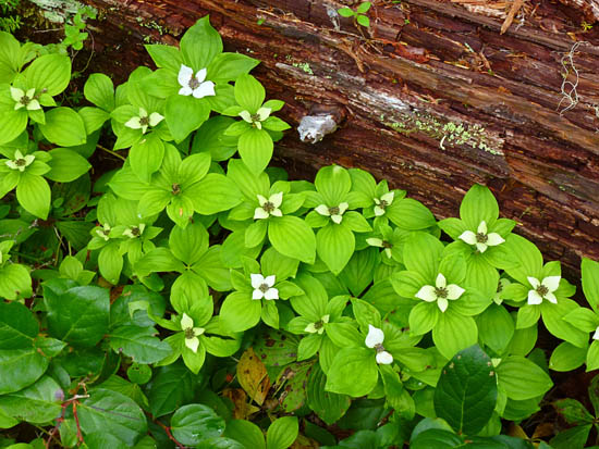 12 Perfect Ground Cover for Your Yard| Ground Cover, Ground Cover Plants, Ground Cover Plants for Sun, Ground Cover Plants Shade, Gardening Ideas, Gardening Design, Backyard Gardening, Garden Design, Garden Tips, Outdoor DIY, Outdoor Patio Ideas, Outdoor Ideas #GroundCover #GroundCoverIdeas #GroundCoverPlants #GardeningDesign #GroundCoverPlants