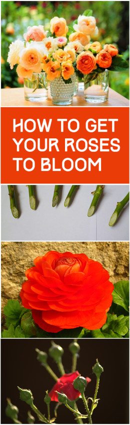 5 Tricks to Make Your Roses Bloom ~ Bless My Weeds