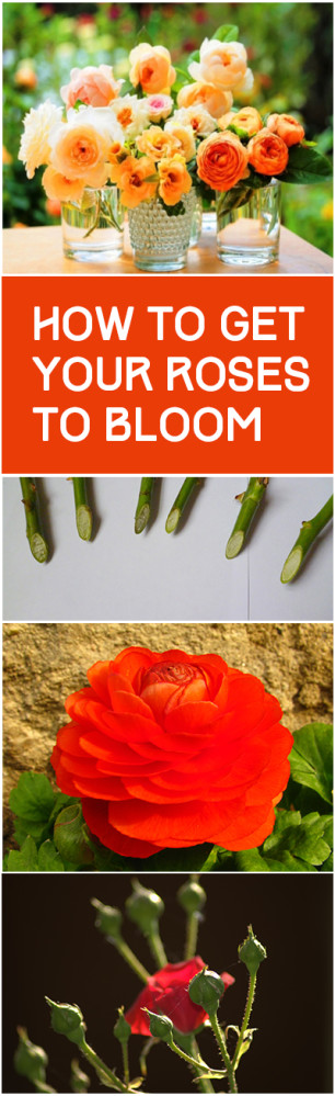 5-tricks-to-make-your-roses-bloom-bless-my-weeds