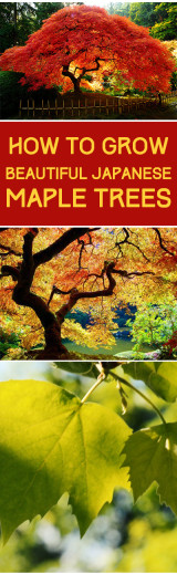 How to Grow Japanese Maples ~ Bless My Weeds