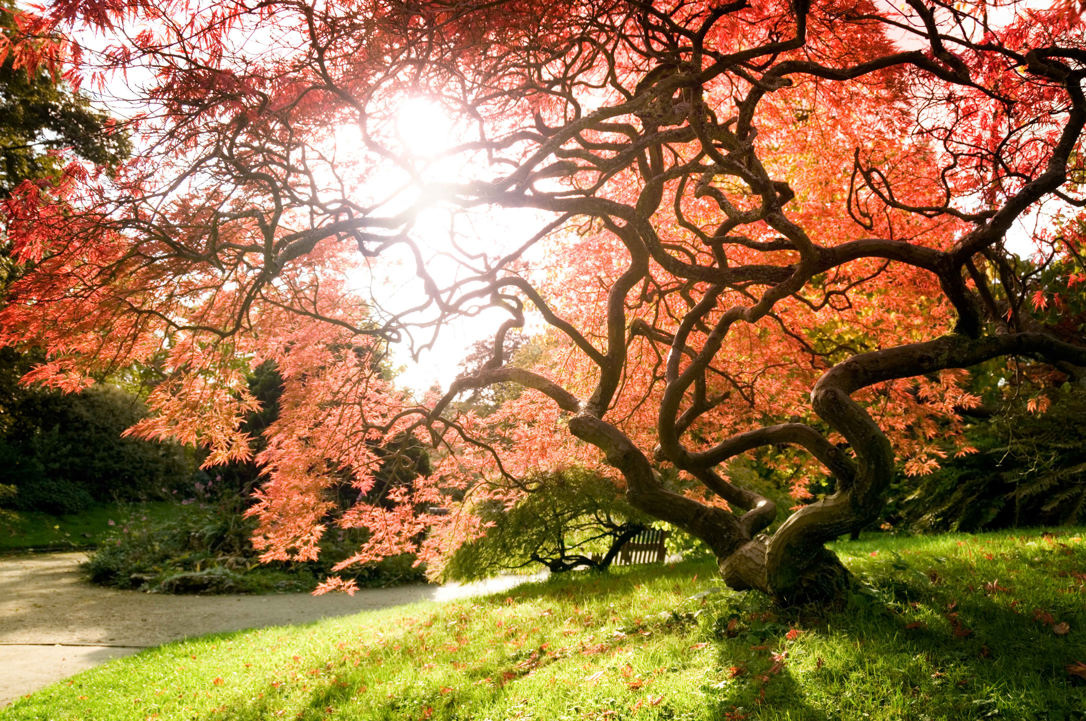 Japanese Maple