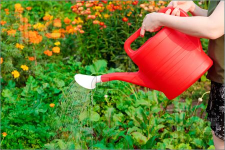 Gardening Mistakes To Avoid