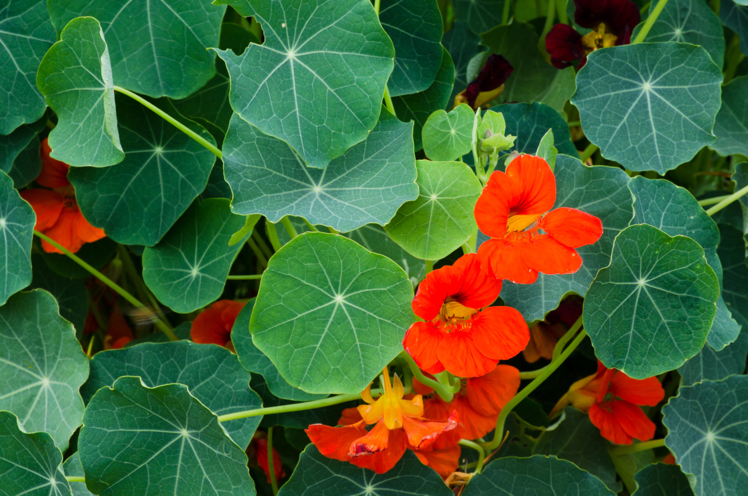 nasturtium-plants that repel flies