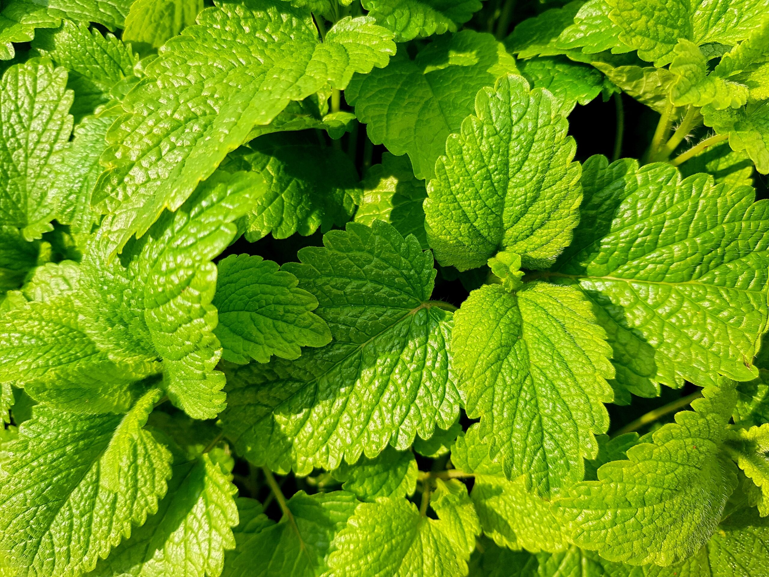 Mint-plants that repel flies