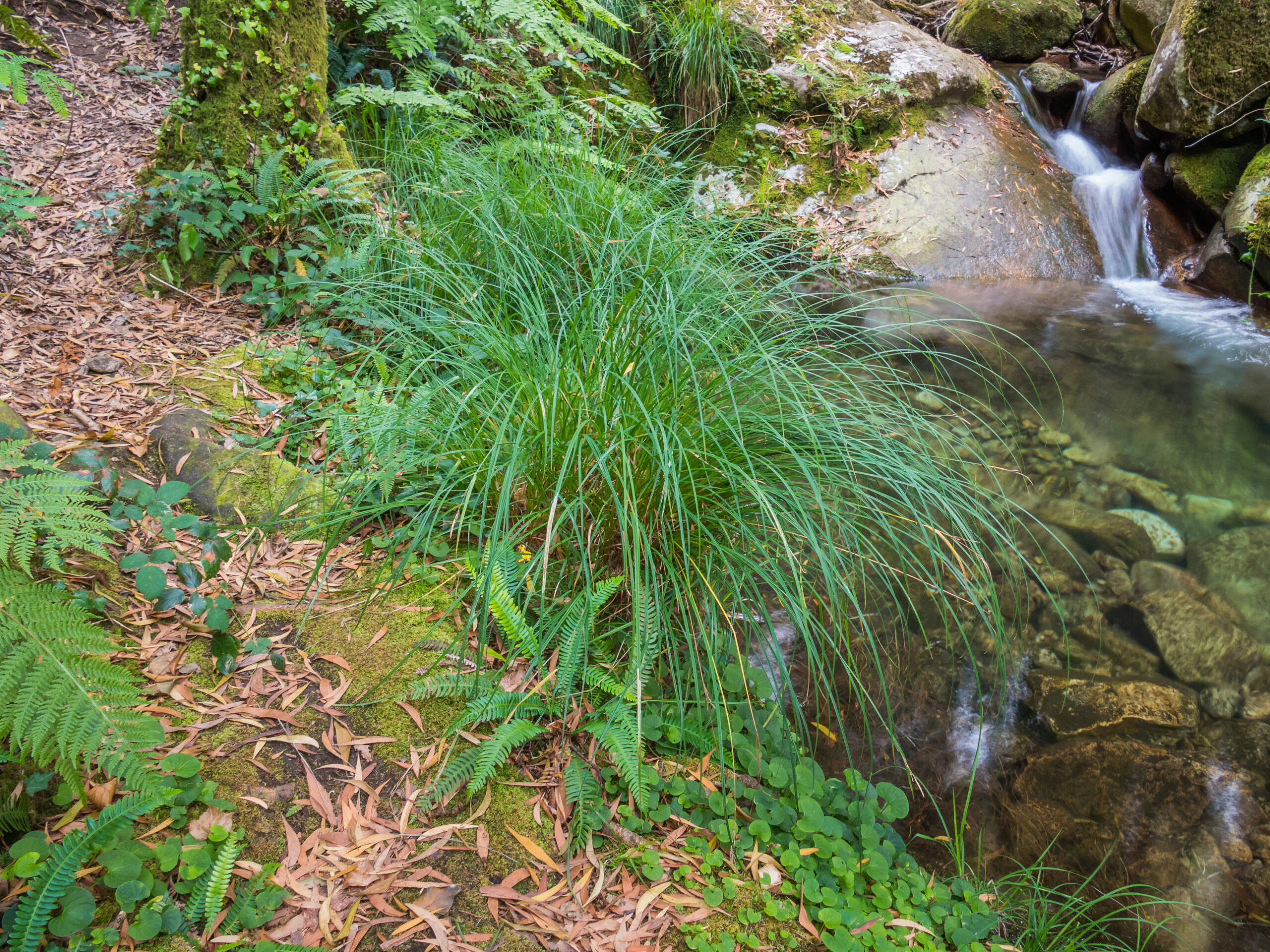 citronella grass