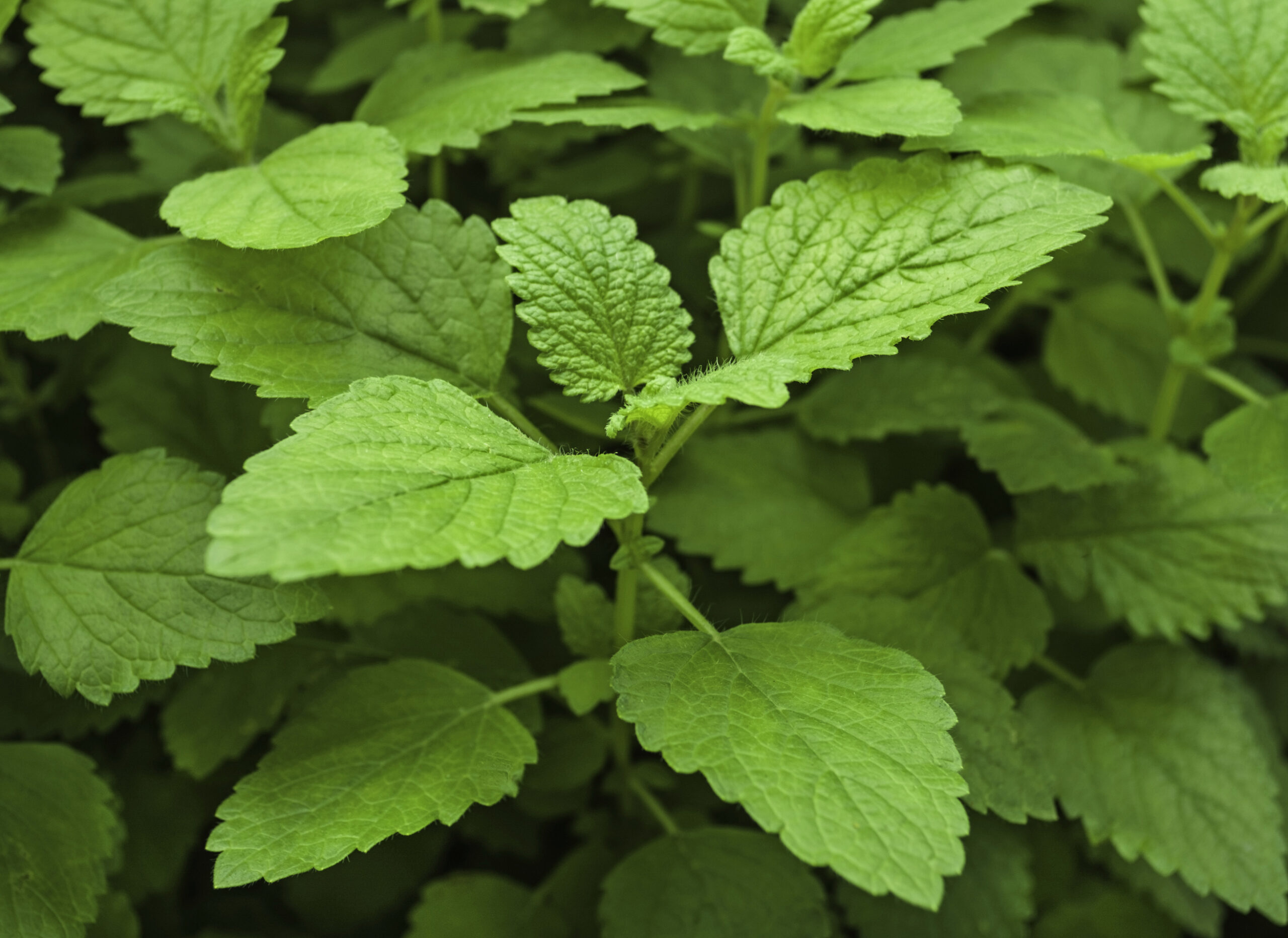 Lemon Balm