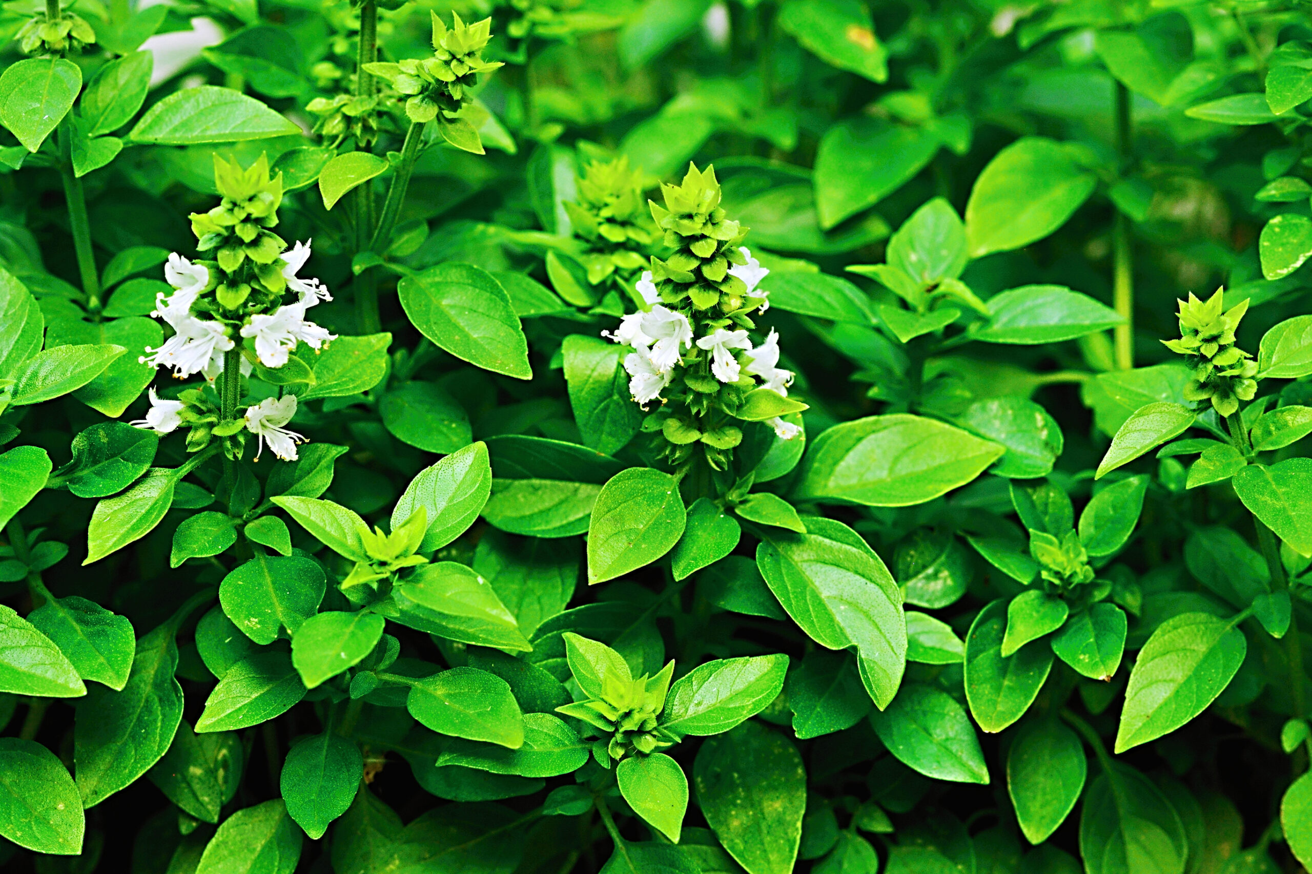 Basil-Plants That Repel Flies