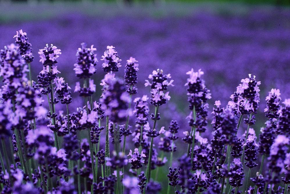 lavender