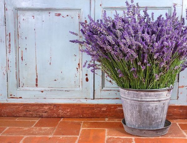 lavender2
