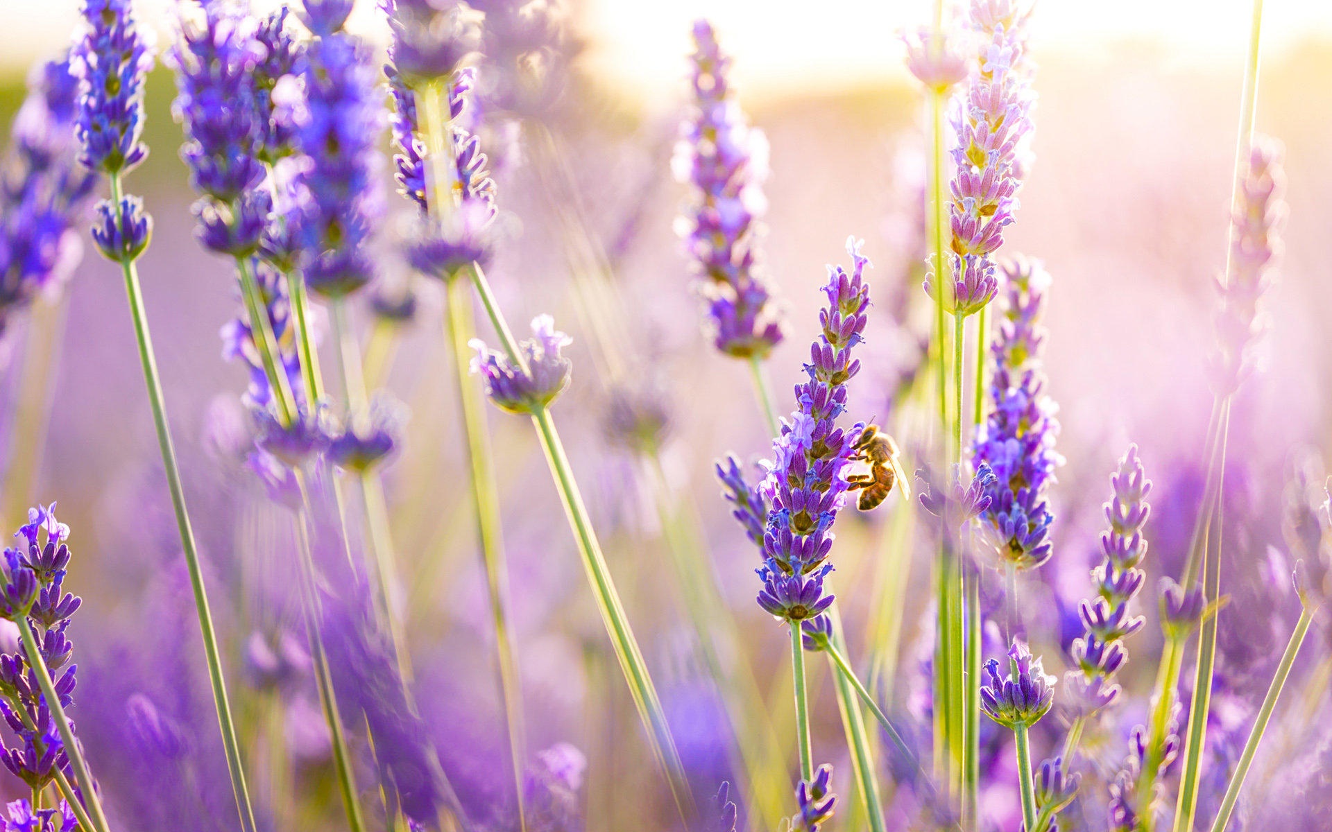 lavender5