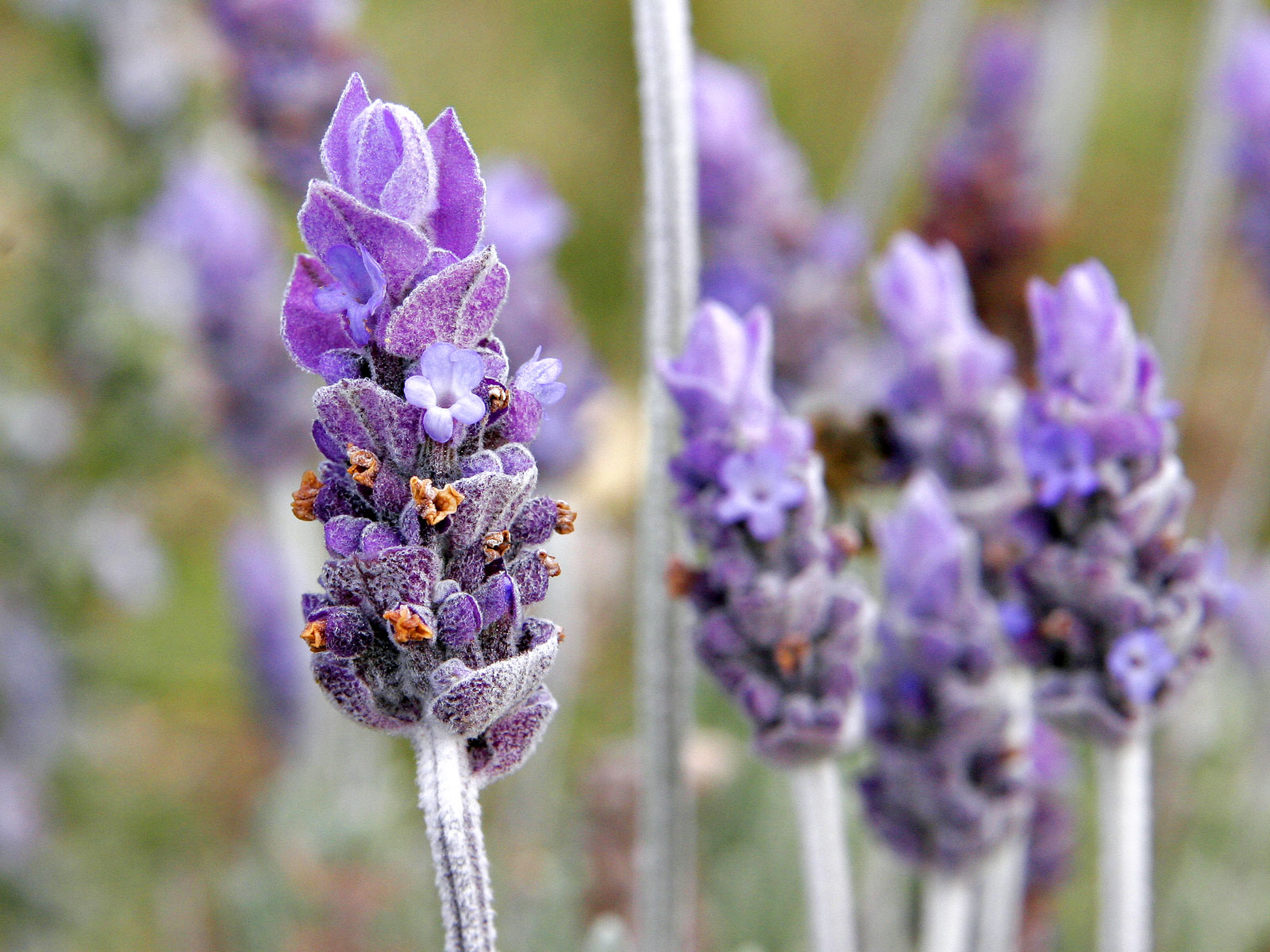 lavender6