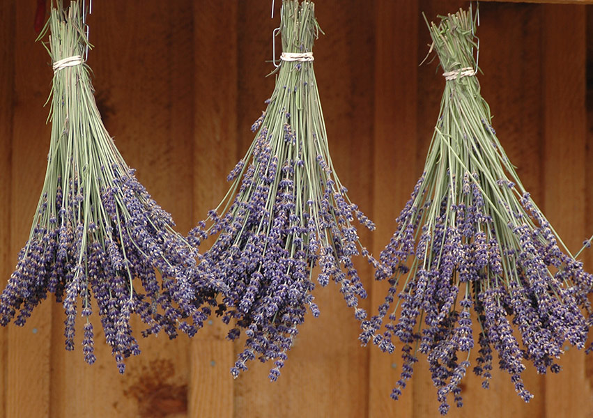lavender8