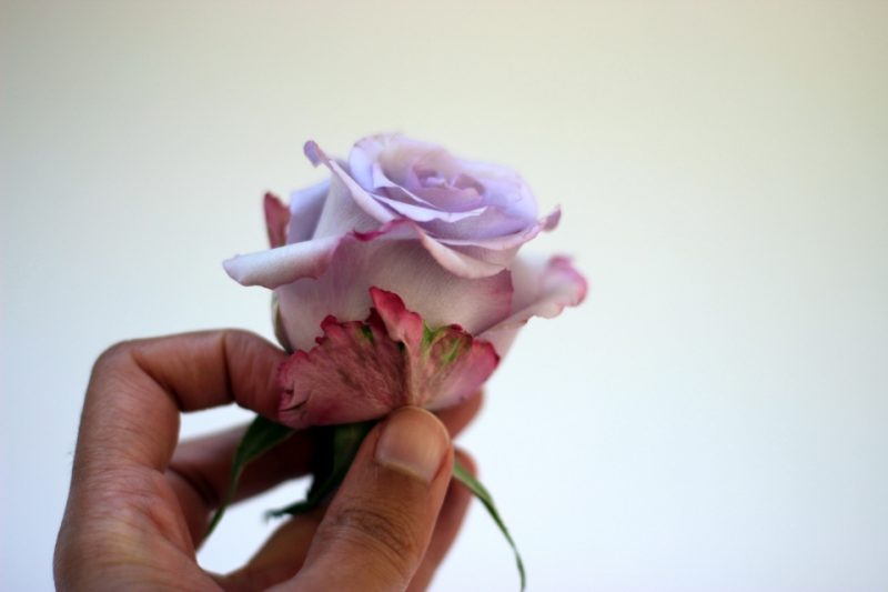 5 Tricks to Make Your Roses Bloom Bless My Weeds