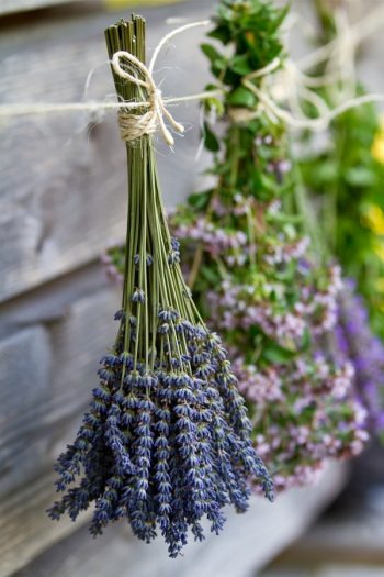 Learn about growing lavender--easily! We have gardening and care tips to help you grow the best lavender. Here are the dos and don'ts of growing your own lavender at home. You will love having lavender at home! 