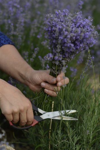 Learn about growing lavender--easily! We have gardening and care tips to help you grow the best lavender. Here are the dos and don'ts of growing your own lavender at home. See what you can do! 