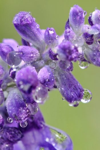 Learn about growing lavender--easily! We have gardening and care tips to help you grow the best lavender. Here are the dos and don'ts of growing your own lavender at home. Take a look! 