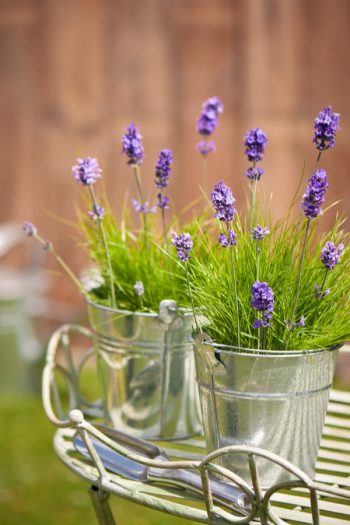 Learn about growing lavender--easily! We have gardening and care tips to help you grow the best lavender. Here are the dos and don'ts of growing your own lavender at home. Check them out! 