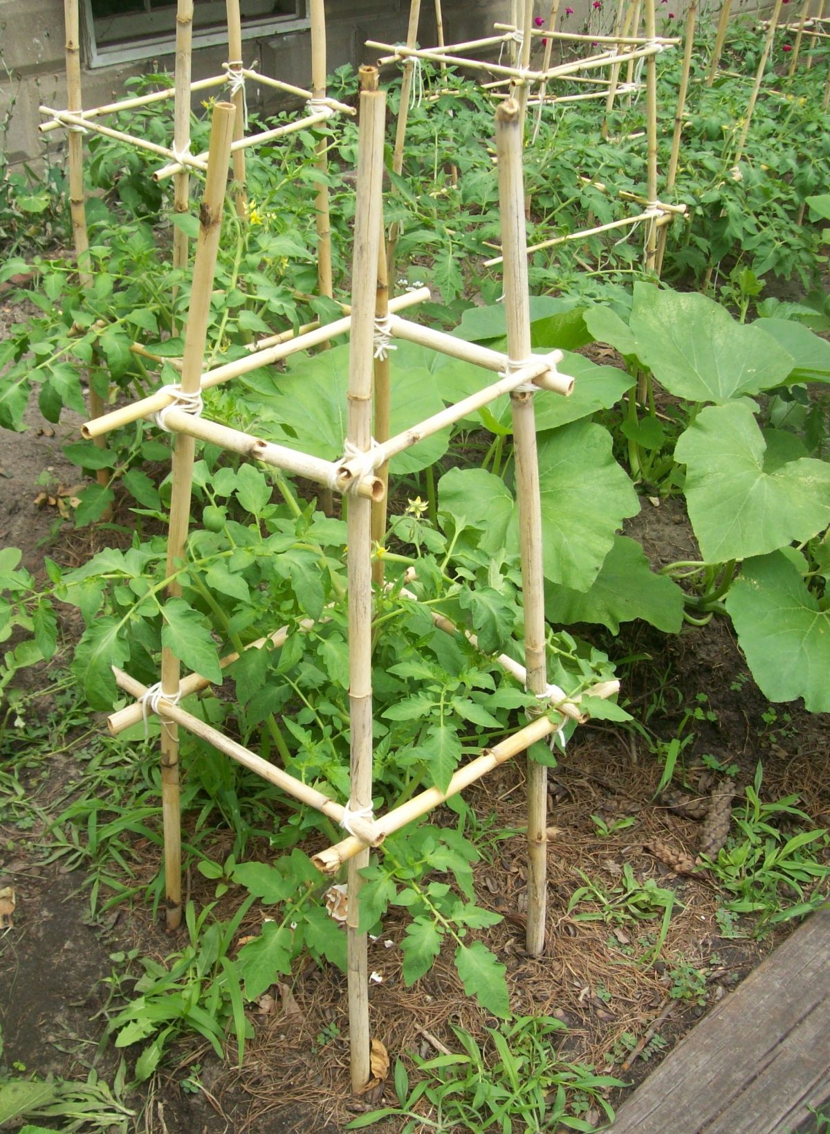 DIY Tomato Cage Ideas Bless My Weeds