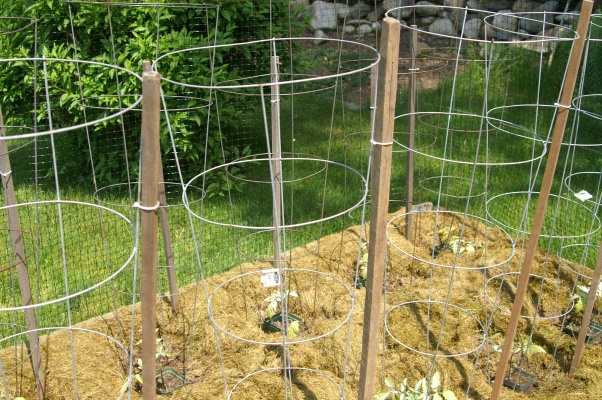 DIY Tomato Cage Ideas| Garden Ideas: Tomato Cages DIY, Tomato Cages Garden, DIY Tomato Cage, DIY Tomato Trellis, Garden Ideas, Gardening Ideas, Vegetable Garden Ideas, Vegetable Gardening Ideas