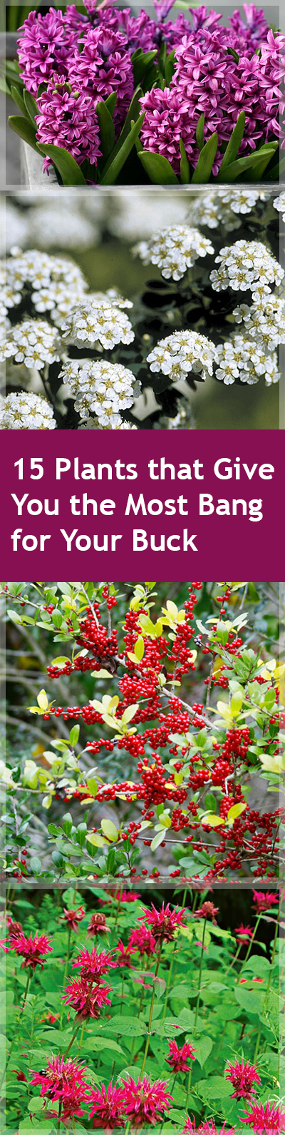 15 Plants That Give You the Most Bang for Your Buck| Cheap Garden Ideas, Inexpensive Garden Ideas, Inexpensive Gardening, Garden Ideas, Garden Design, Backyard Garden, Flower Garden, Gardening for Beginners, Flower Gardening for Beginners #CheapGardenIdeas #InexpensiveGardening #FlowerGarden #GardenIdeas 
