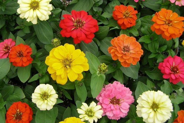 15 Plants That Give You the Most Bang for Your Buck| Cheap Garden Ideas, Inexpensive Garden Ideas, Inexpensive Gardening, Garden Ideas, Garden Design, Backyard Garden, Flower Garden, Gardening for Beginners, Flower Gardening for Beginners #CheapGardenIdeas #InexpensiveGardening #FlowerGarden #GardenIdeas 